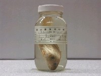 藏品(大鼻孔叫姑魚)的圖片